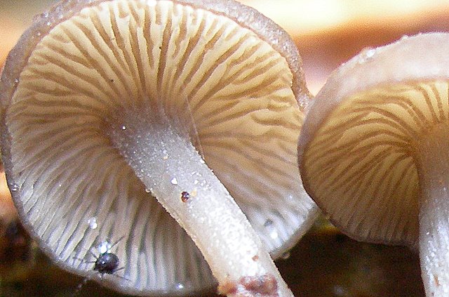 Archivio 2006 : curiosita'' e  stranezze